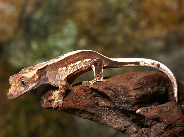 Geckos for Sale: A Comprehensive Guide to Finding the Perfect Fit