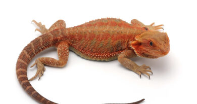 An Insider's Guide to Finding Exotic Lizards for Sale