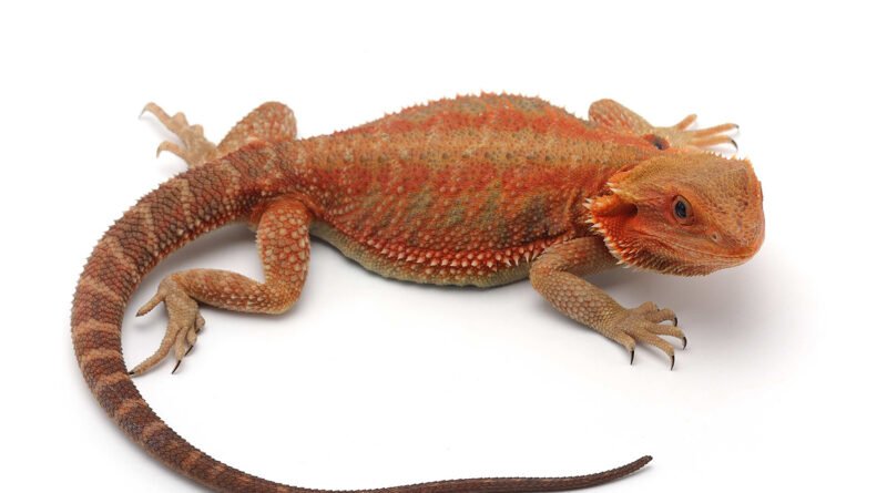 An Insider's Guide to Finding Exotic Lizards for Sale