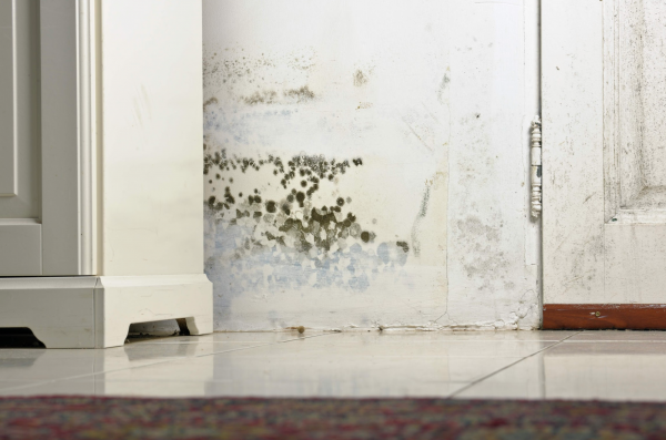 Your Essential Guide to Handling Chandler Water Damage Emergencies