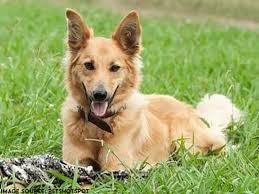 Golden Shepherd Mix for Sale: Why This Designer Breed Is Gaining Popularity
